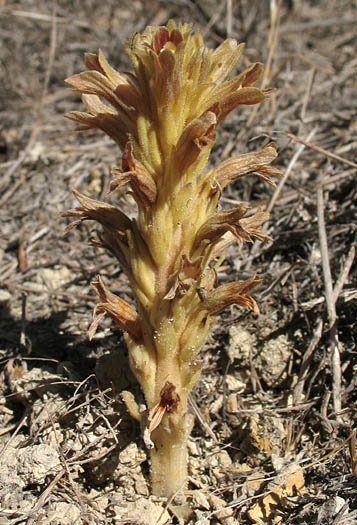 Detailed Picture 5 of Parish's broomrape