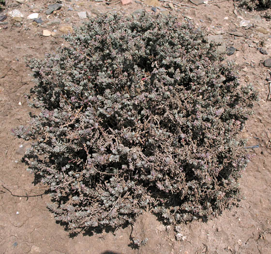 Detailed Picture 6 of California Saltbush