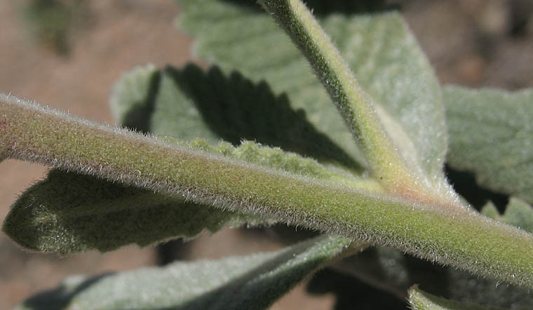 Detailed Picture 9 of Yerba Santa