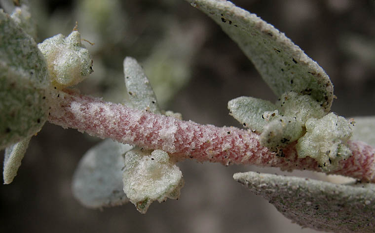 Detailed Picture 5 of Beach Saltbush