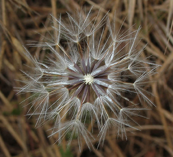 Detailed Picture 5 of Annual Cat's Ear