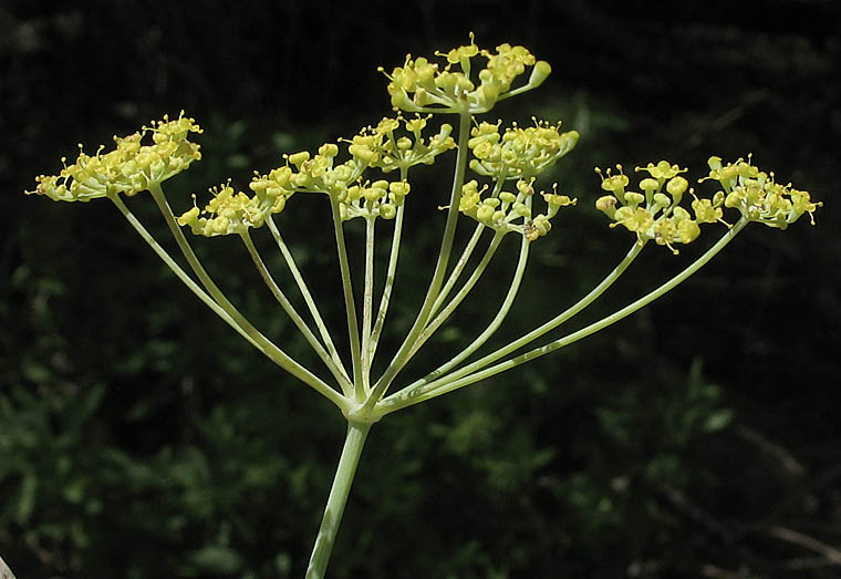 Detailed Picture 4 of Sweet Fennel