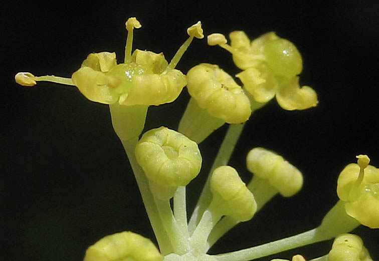 Detailed Picture 2 of Sweet Fennel