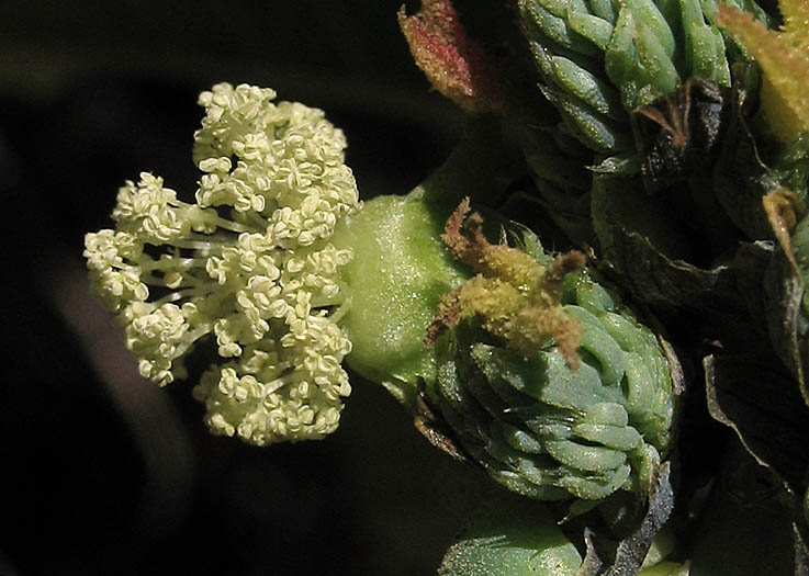 Detailed Picture 2 of Castor Bean