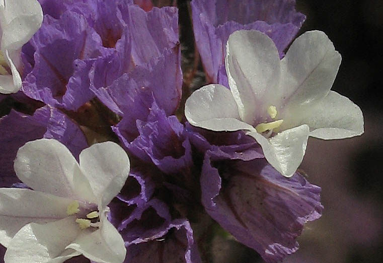 Detailed Picture 1 of Wavyleaf Sea Lavender