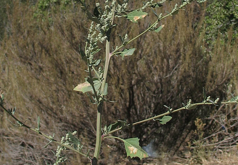 Detailed Picture 3 of Lamb's Quarters