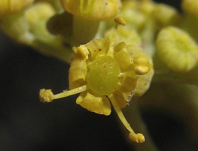 Detailed Picture 1 of Sweet Fennel