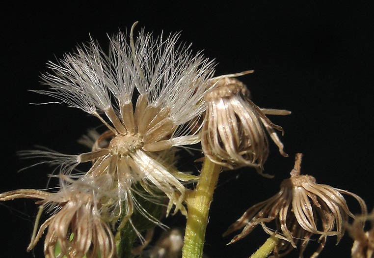 Detailed Picture 7 of Horseweed