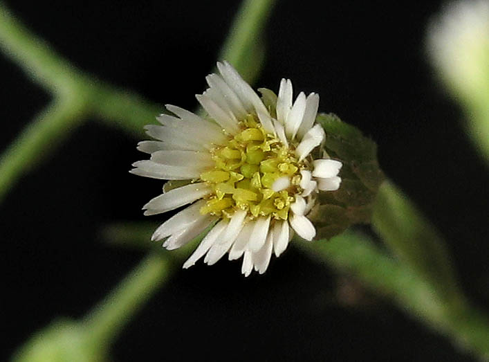 Detailed Picture 1 of Horseweed