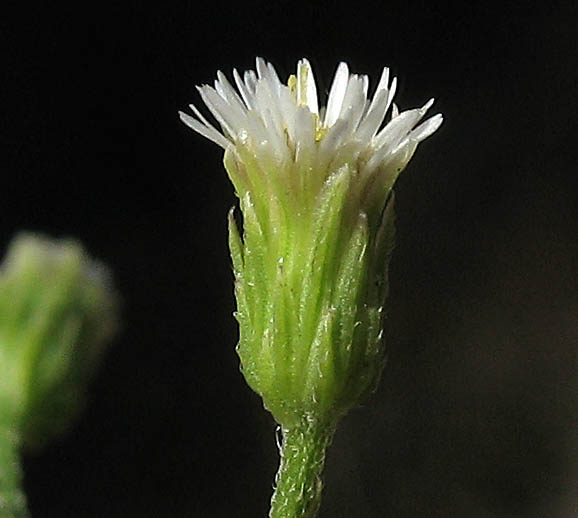 Detailed Picture 2 of Horseweed