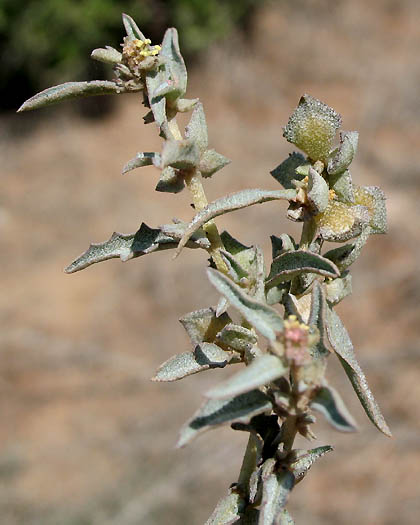 Detailed Picture 2 of Australian Saltbush