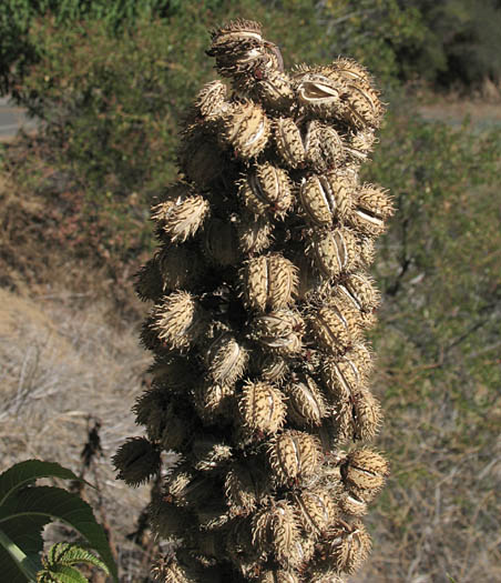 Detailed Picture 8 of Castor Bean