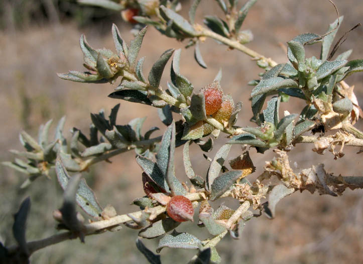 Detailed Picture 3 of Australian Saltbush