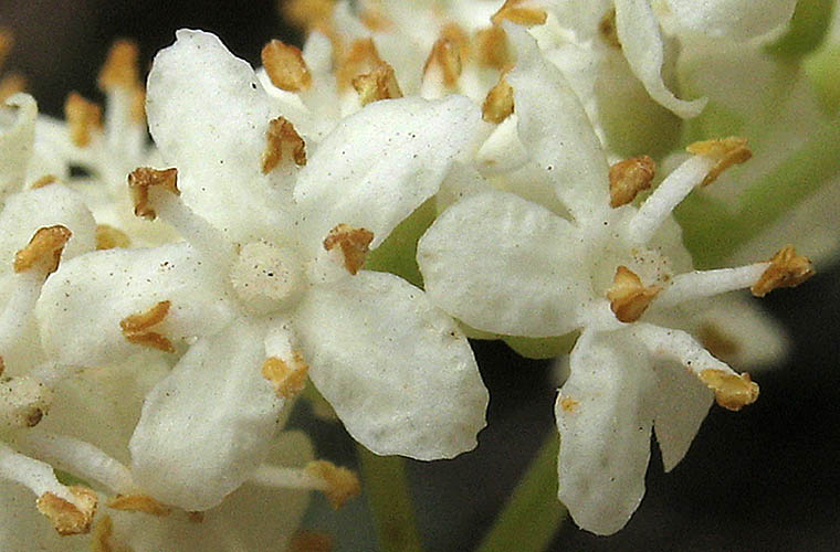 Detailed Picture 1 of Blue Elderberry