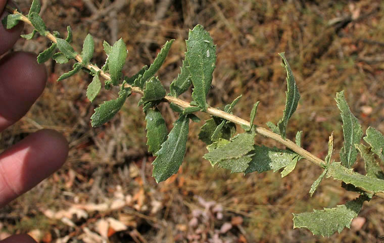 Detailed Picture 6 of Coast Goldenbush