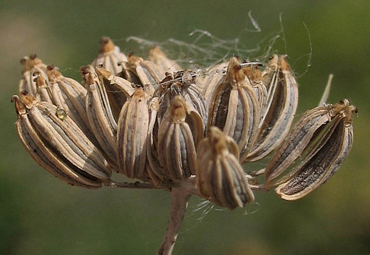 Detailed Picture 10 of Sweet Fennel