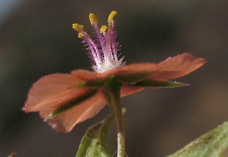 Detailed Picture 3 of Scarlet Pimpernel