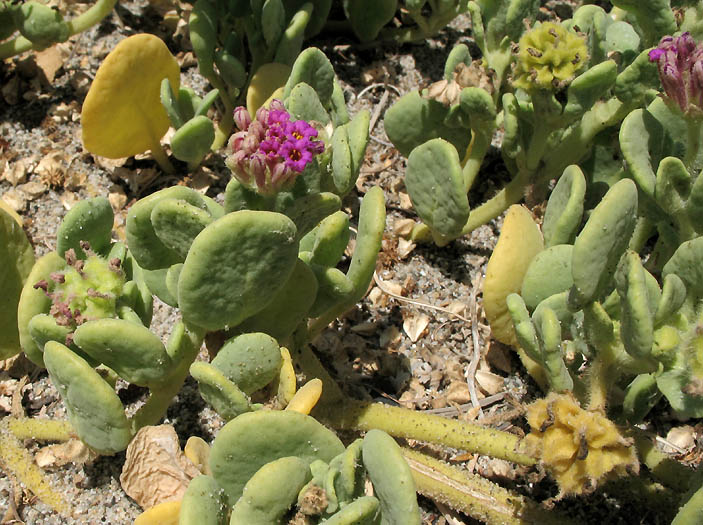 Detailed Picture 4 of Red Sand Verbena