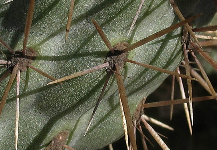 Detailed Picture 7 of Coast Cholla