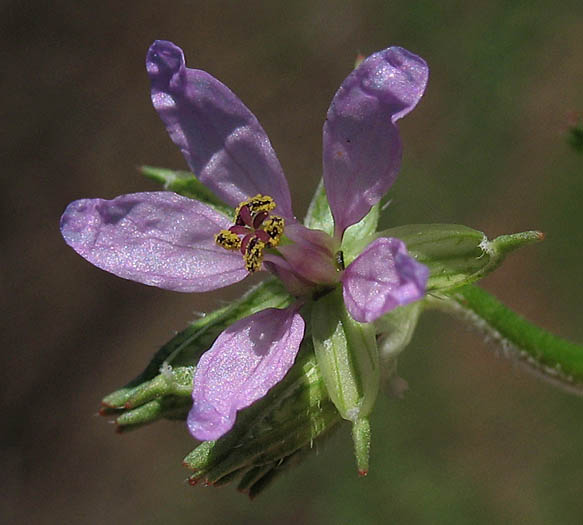 Detailed Picture 1 of White-stem Filaree