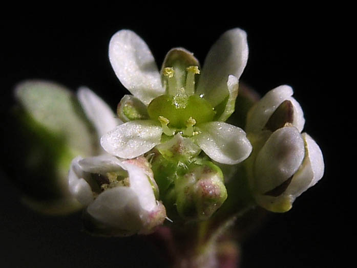 Detailed Picture 1 of Shiny Peppergrass