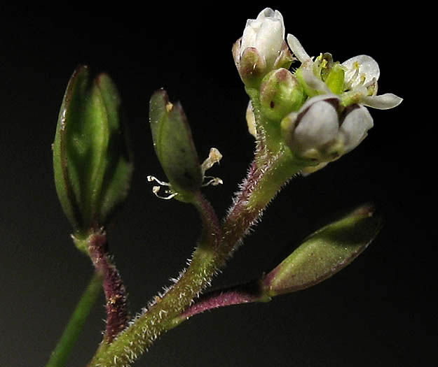 Detailed Picture 4 of Shiny Peppergrass