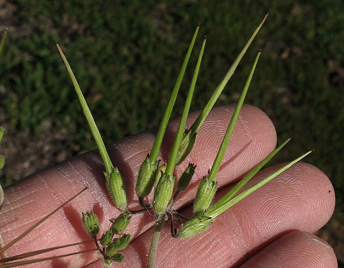 Detailed Picture 8 of White-stem Filaree