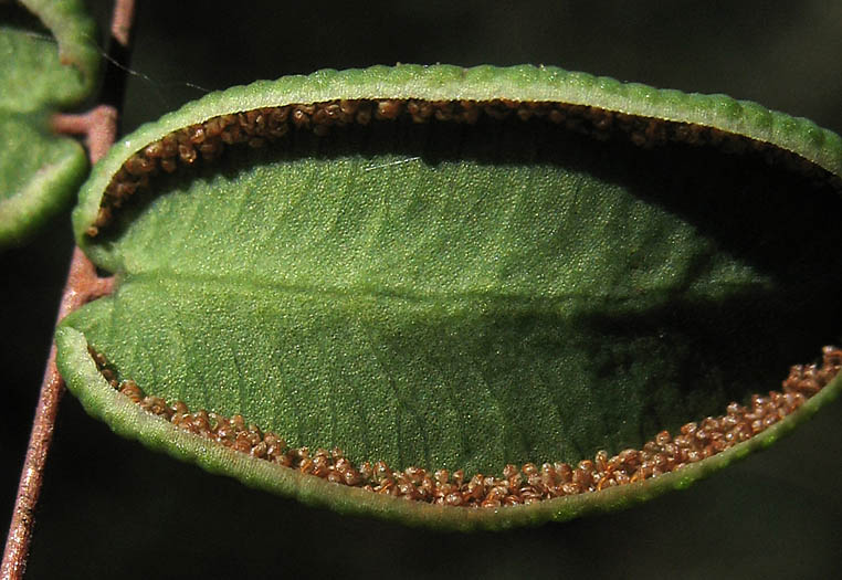 Detailed Picture 3 of Coffee Fern