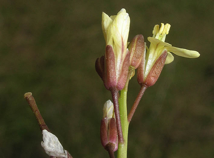 Detailed Picture 2 of Asian Mustard