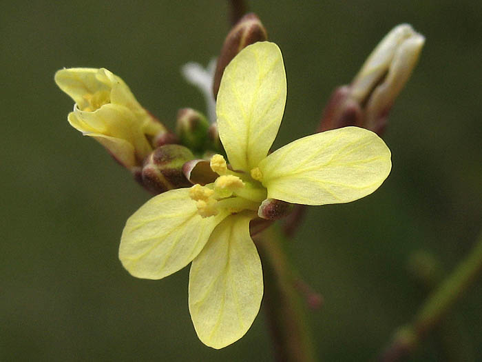 Detailed Picture 1 of Asian Mustard