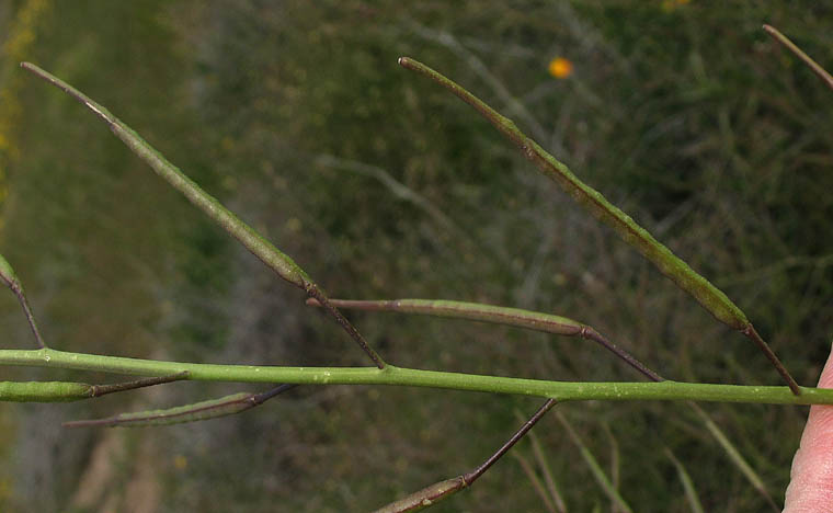 Detailed Picture 7 of Asian Mustard