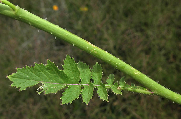 Detailed Picture 6 of Asian Mustard