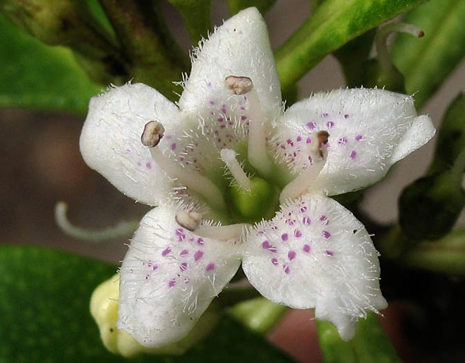 Detailed Picture 1 of Myoporum