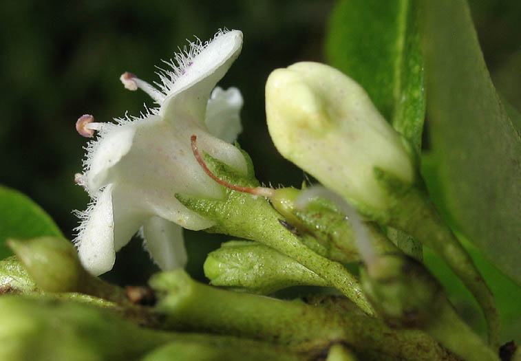 Detailed Picture 2 of Myoporum