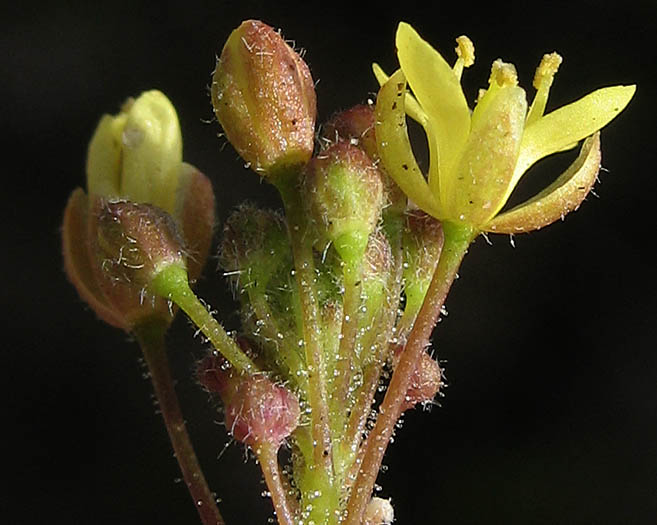 Detailed Picture 2 of Tansy Mustard