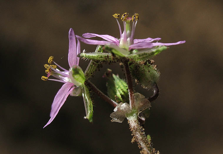 Detailed Picture 4 of White-stem Filaree