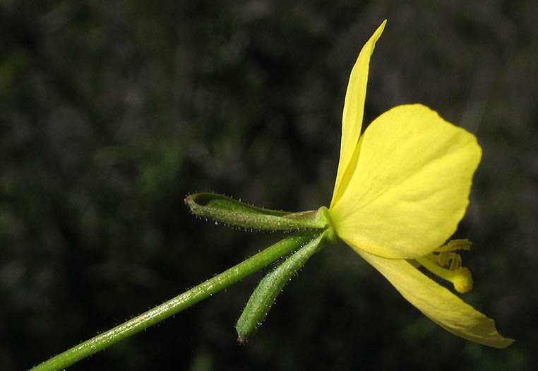 Detailed Picture 2 of Mustard Evening Primrose