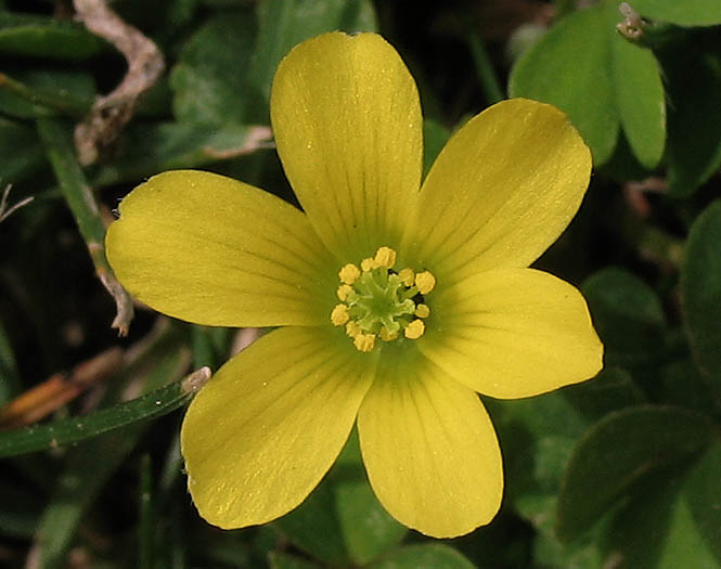 Detailed Picture 1 of Weedy Oxalis