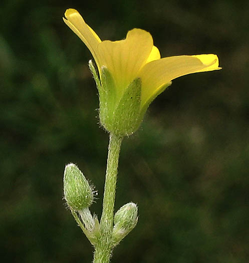 Detailed Picture 3 of Weedy Oxalis