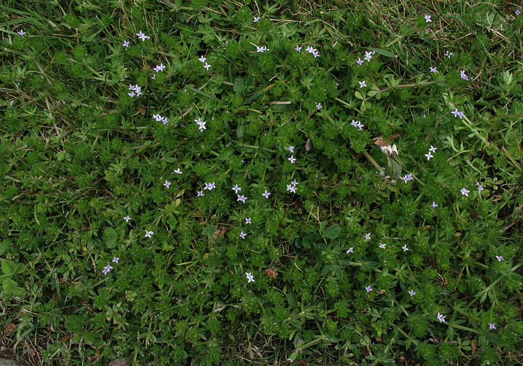 Detailed Picture 6 of Field Madder