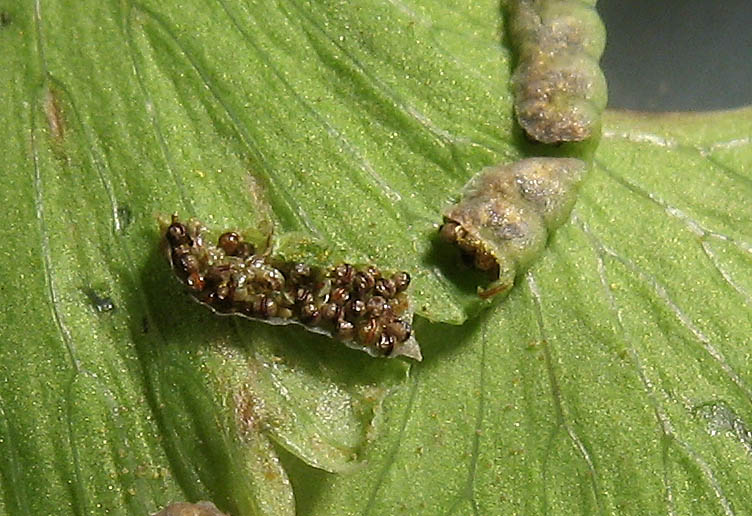 Detailed Picture 4 of Maiden-hair Fern