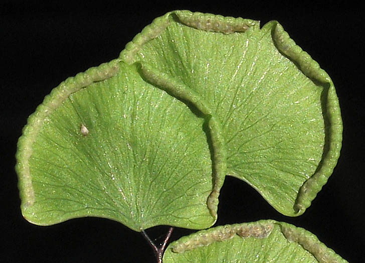 Detailed Picture 3 of Maiden-hair Fern