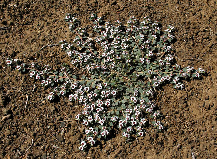 Detailed Picture 8 of Prostrate Spurge