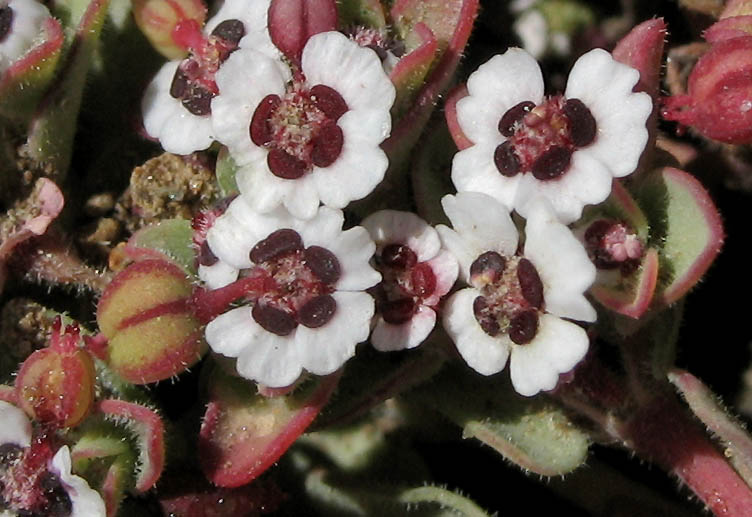 Detailed Picture 4 of Prostrate Spurge