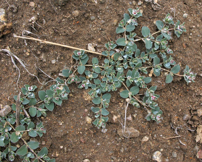 Detailed Picture 5 of Rattlesnake Weed