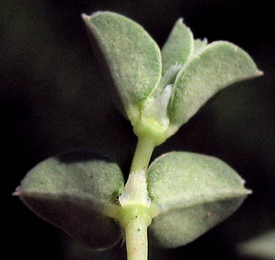 Detailed Picture 6 of Rattlesnake Weed