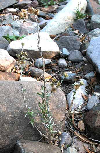 Detailed Picture 5 of Weedy Cudweed