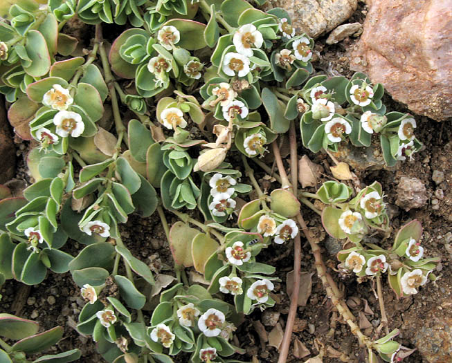 Detailed Picture 4 of Rattlesnake Weed