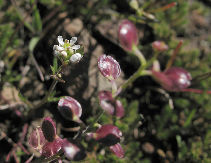 Detailed Picture 7 of Shiny Peppergrass