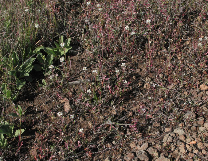 Detailed Picture 8 of Shiny Peppergrass